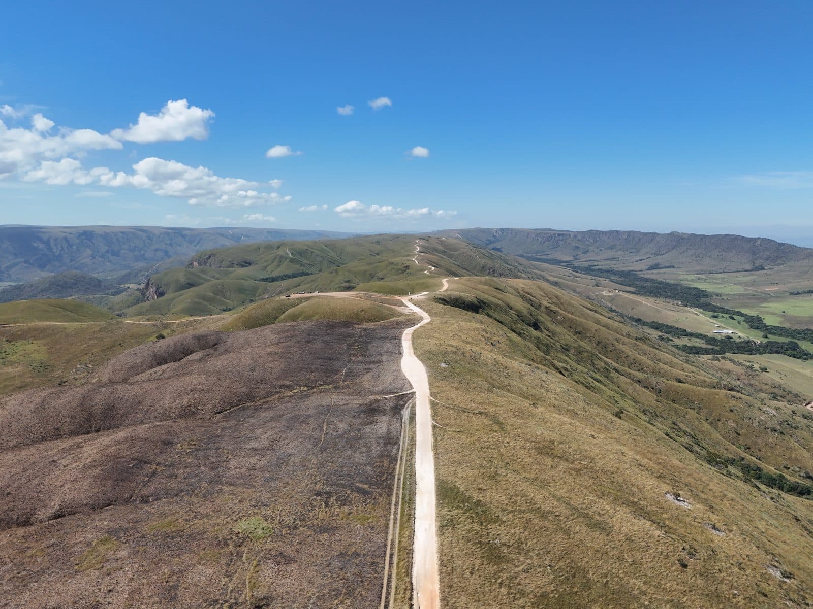 A crista
